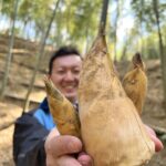 荒れた竹林を整備すれば、おいしい『たけのこ』って本当にできる？